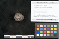Foto (Objekt + Etikett) von Phymatocaryon mackayi F.V. Mueller (NHMW-GEO-2024-0188-10432)